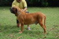 Padreadores - Fila Brasileiro Dourado - Canil Singular - Kaizer